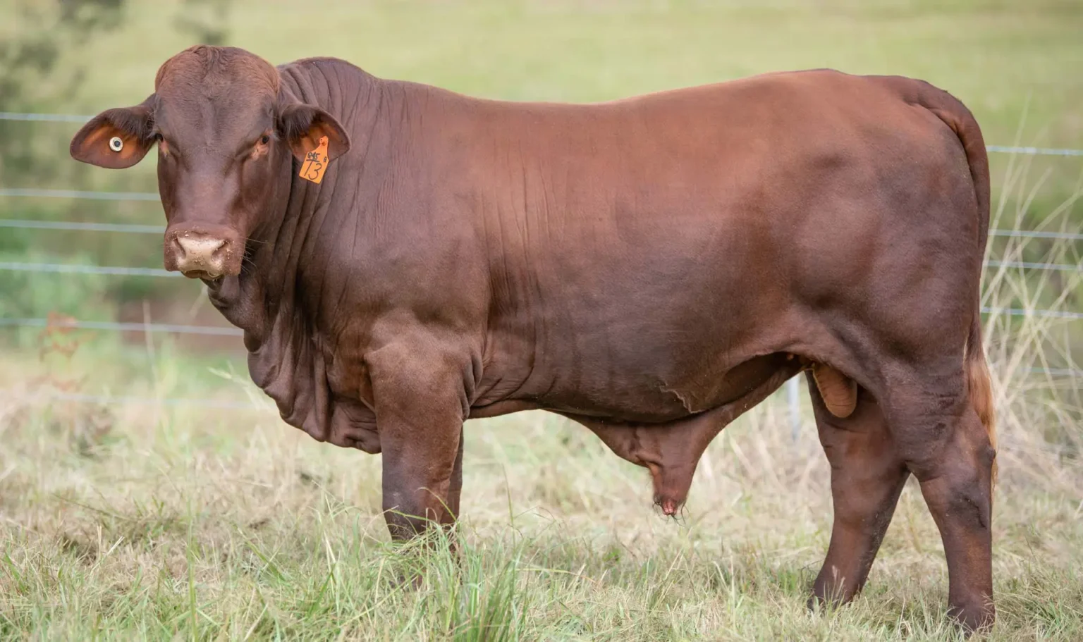 About | Anvil Creek Cattle Co.